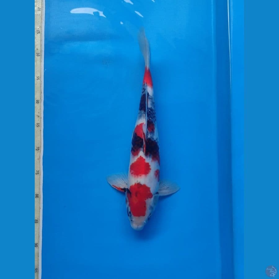 Showa 42cm