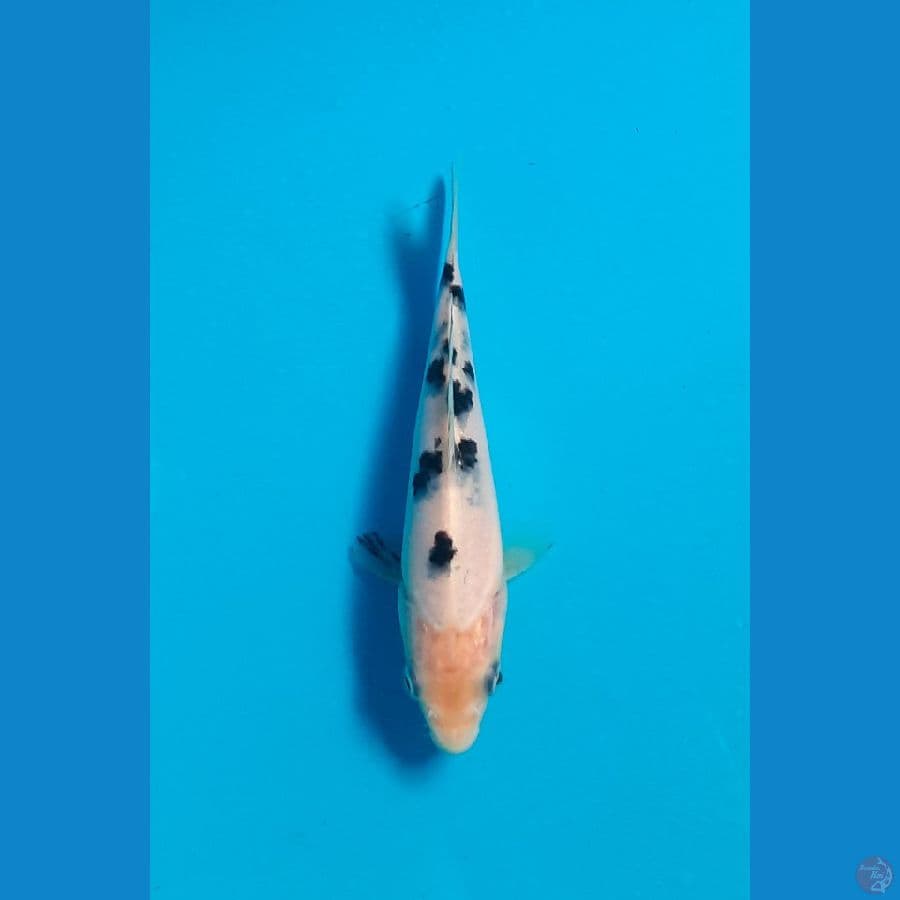 Bekko 14 cm