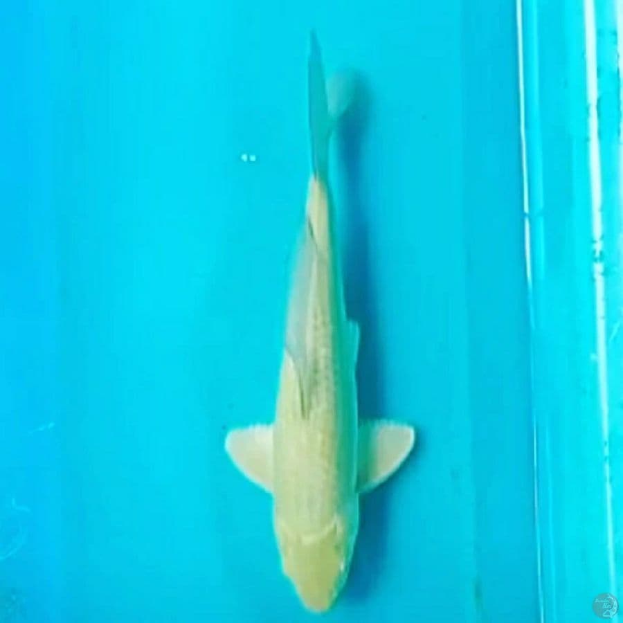 Midori 27cm