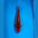 AKA MATSUBA MALE 40CM