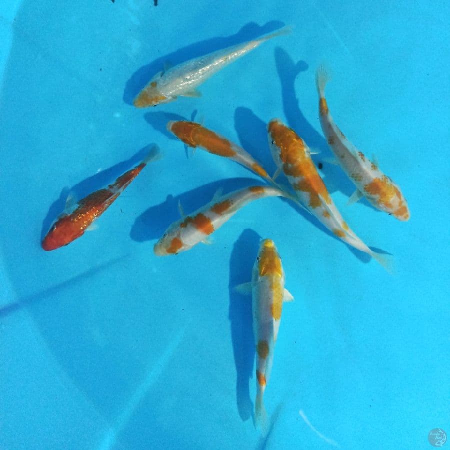Mix 7 ekor 13-17 cm