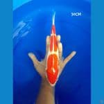 kohaku step 3 merah strong 30cm