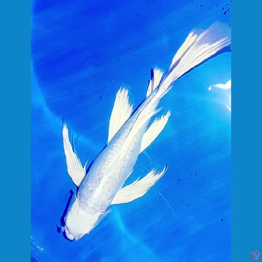 kumpai pelatitum 40 cm male 