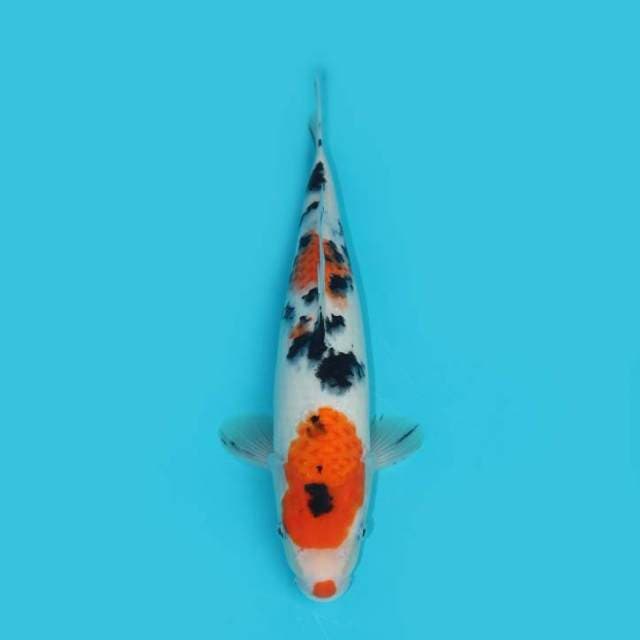 YG_SANKE KUCHIBENI_29 CM