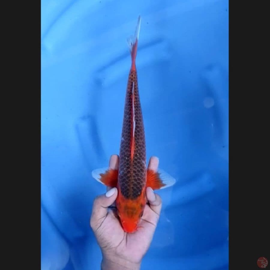 (31CM) AKA MATSUBA - MALE