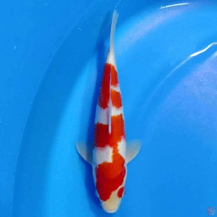 khohaku 25cm