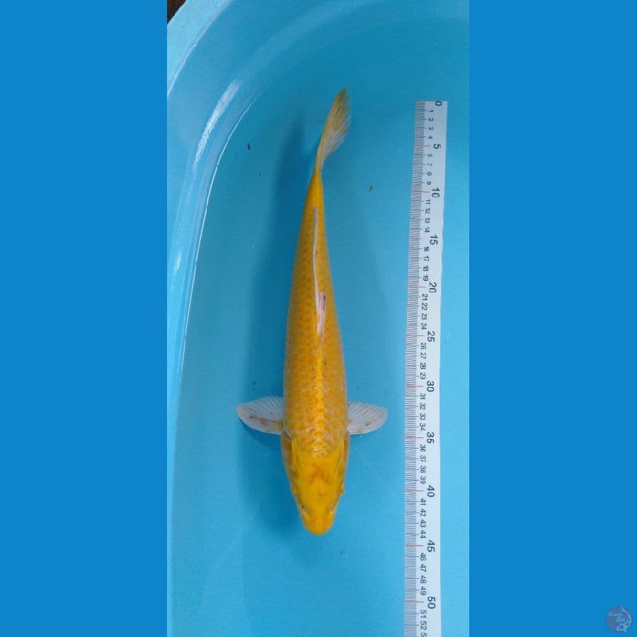 YAMABUKI OGON 42cm