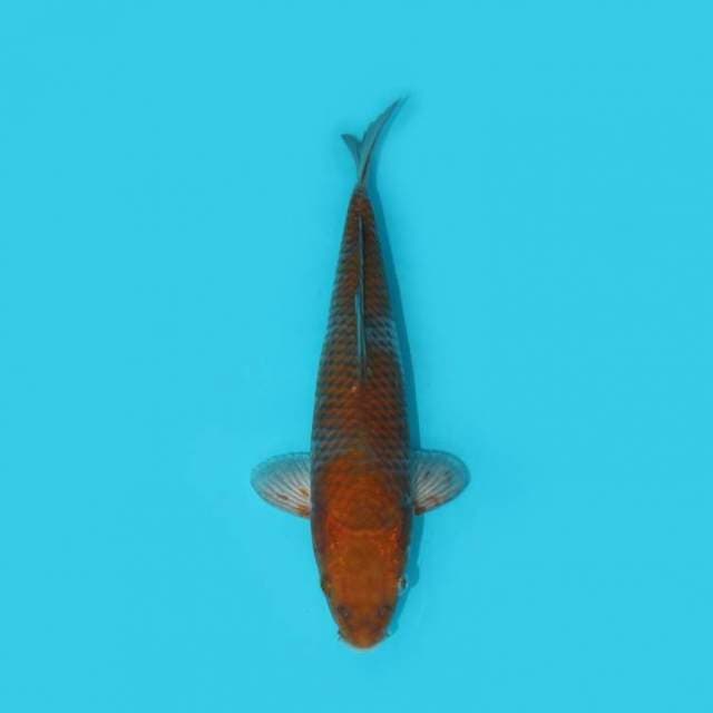 YG_OCHIBA_24 CM