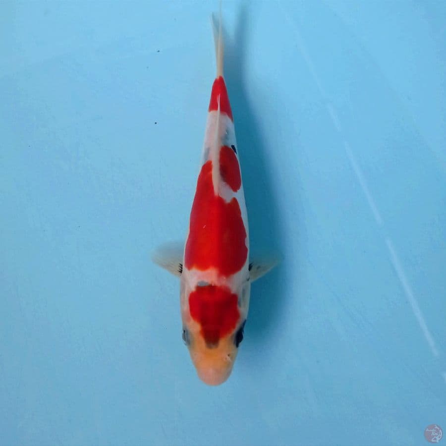 showa doitsu, 18 cm
