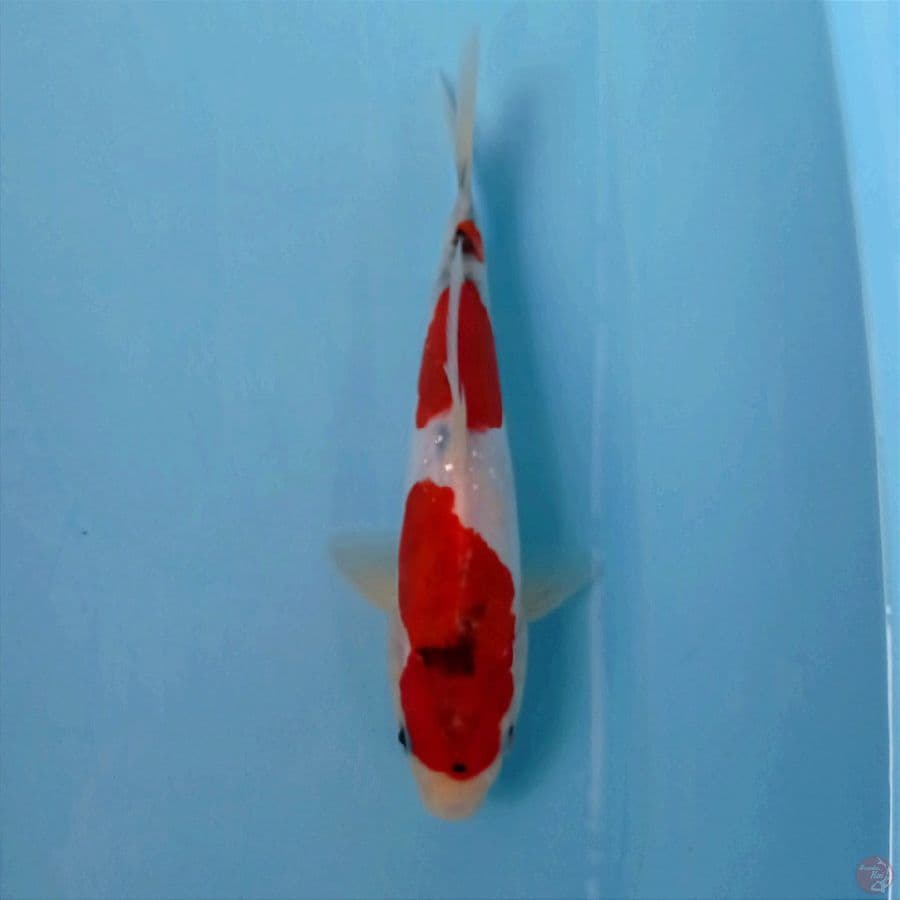 showa doitsu, 24 cm