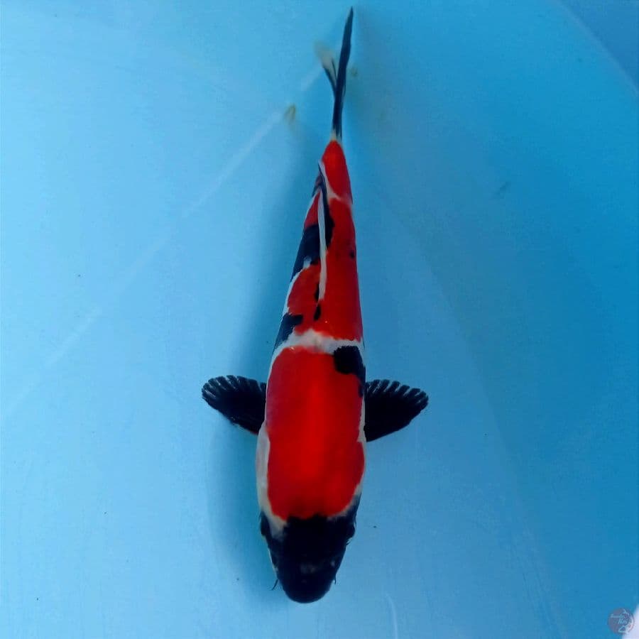showa doitsu, 17 cm
