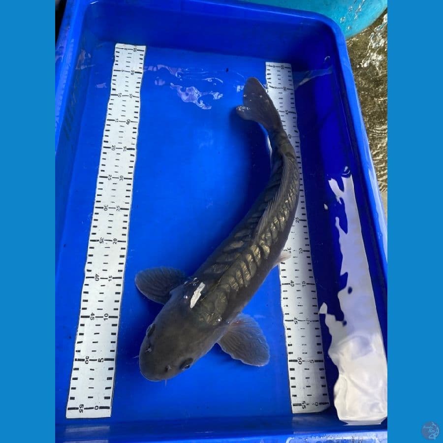 soragoi aragoke 50 cm jantan