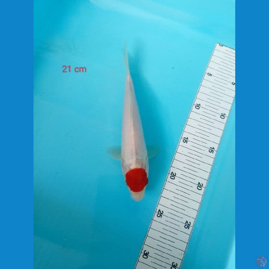 Tancho 21 cm