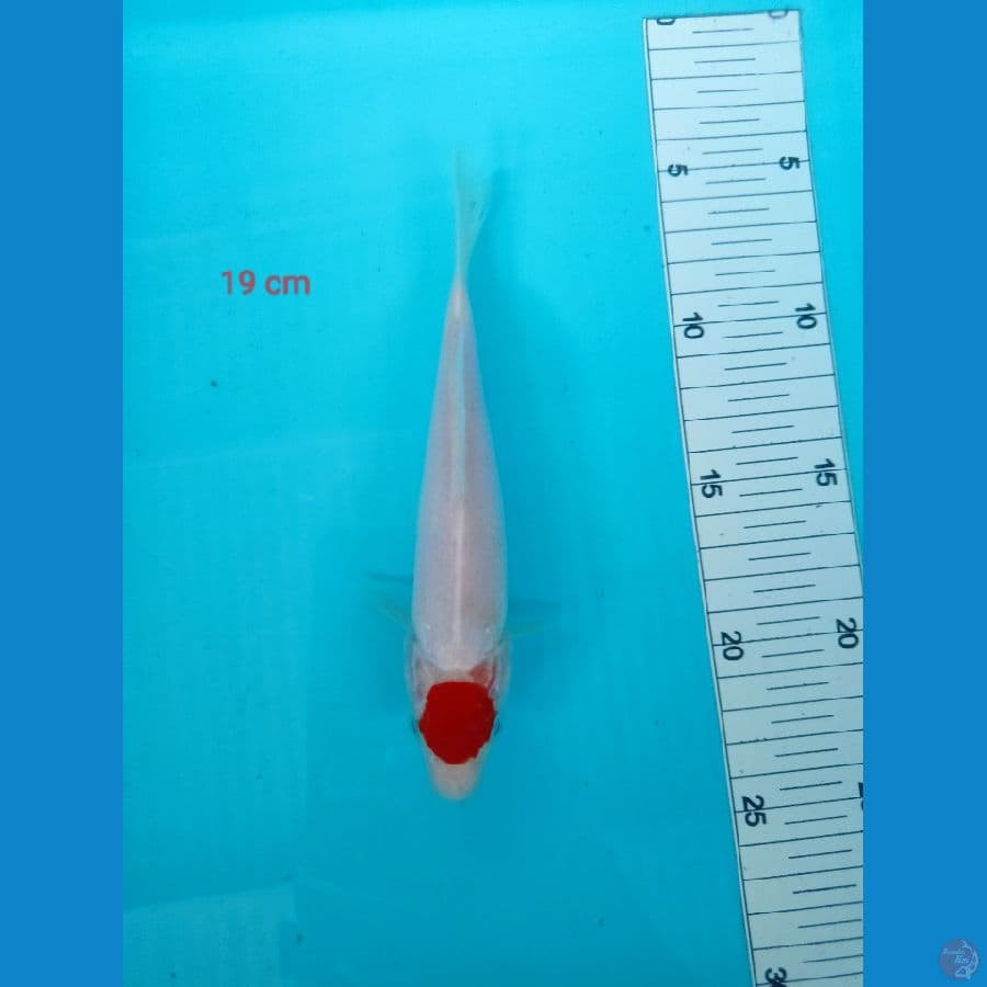 Tancho 19 cm