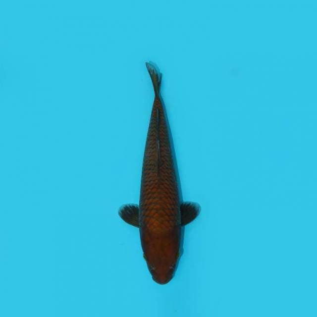 Chagoi 27 cm