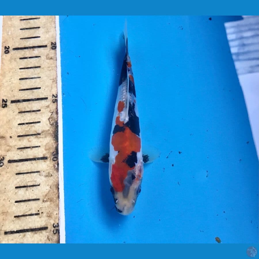 showa doitsu 15cm