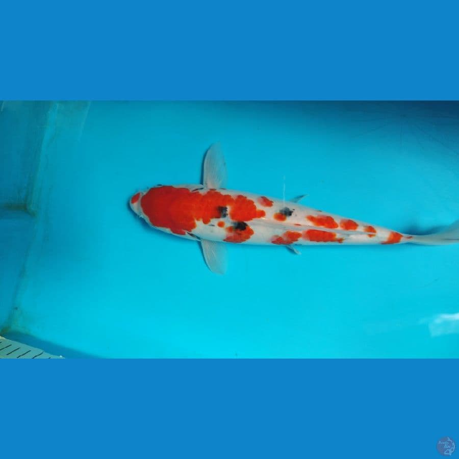 sanke 30 cm
