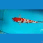sanke 30 cm