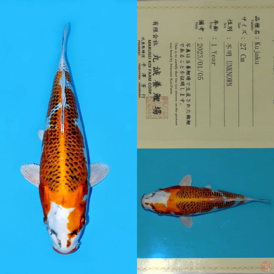 MARUSEI KUJAKU HQ 35CM