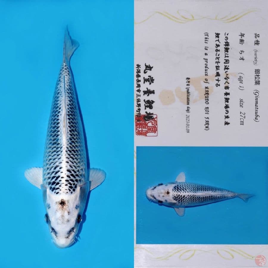 MARUDO GIN MATSUBA 35CM