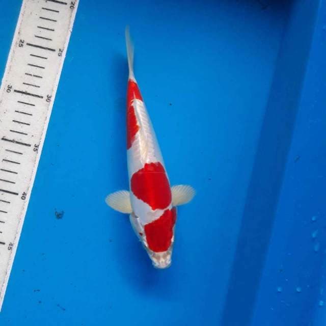 KOHAKU HIKARI