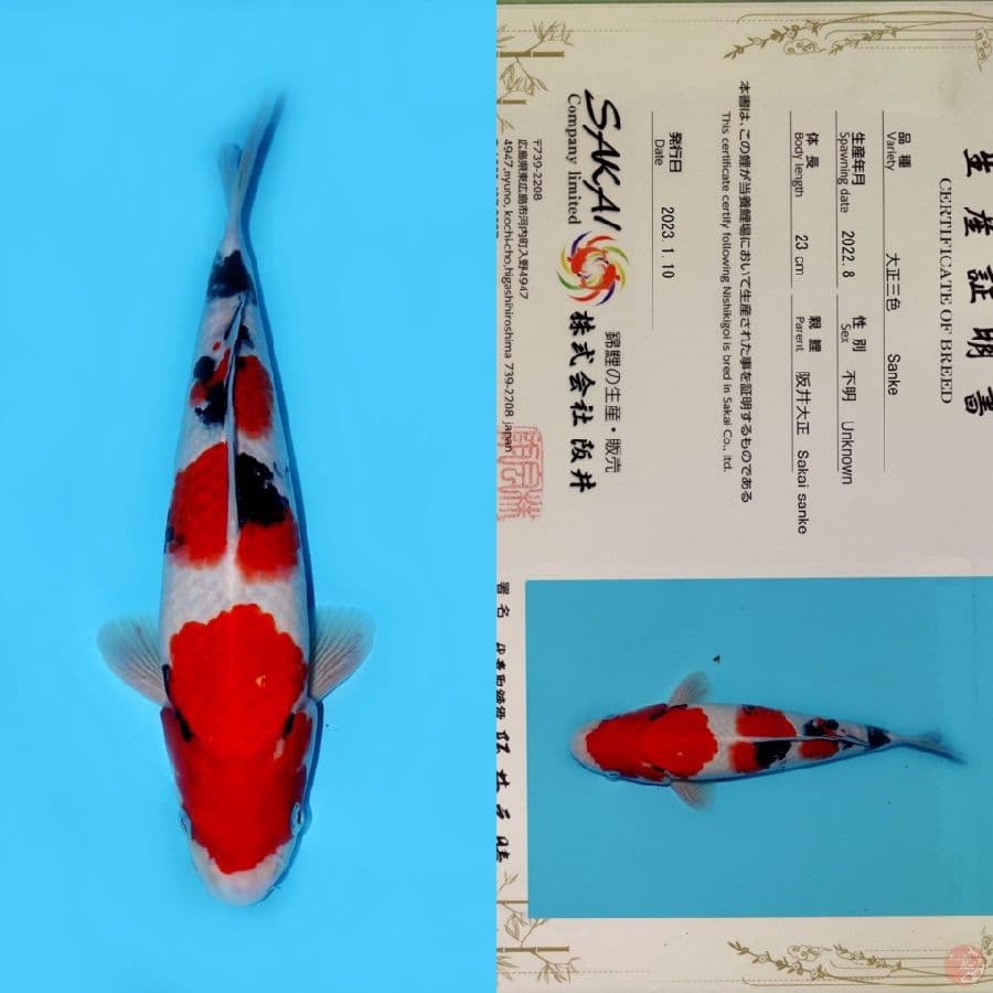 SAKAI SANKE HQ 31CM