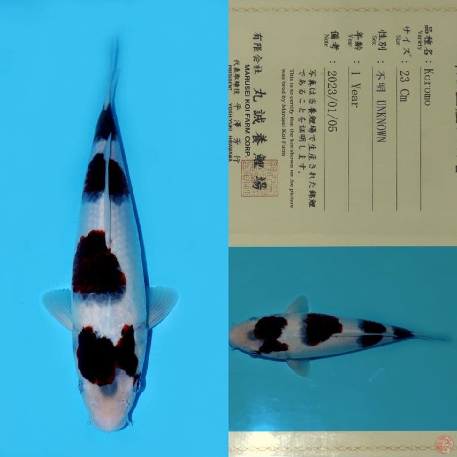 MARUSEI KOROMO HQ 31CM