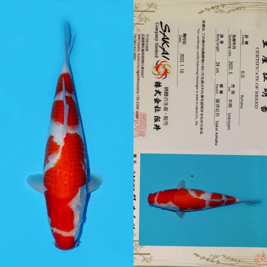 SAKAI KOHAKU HQ 32CM