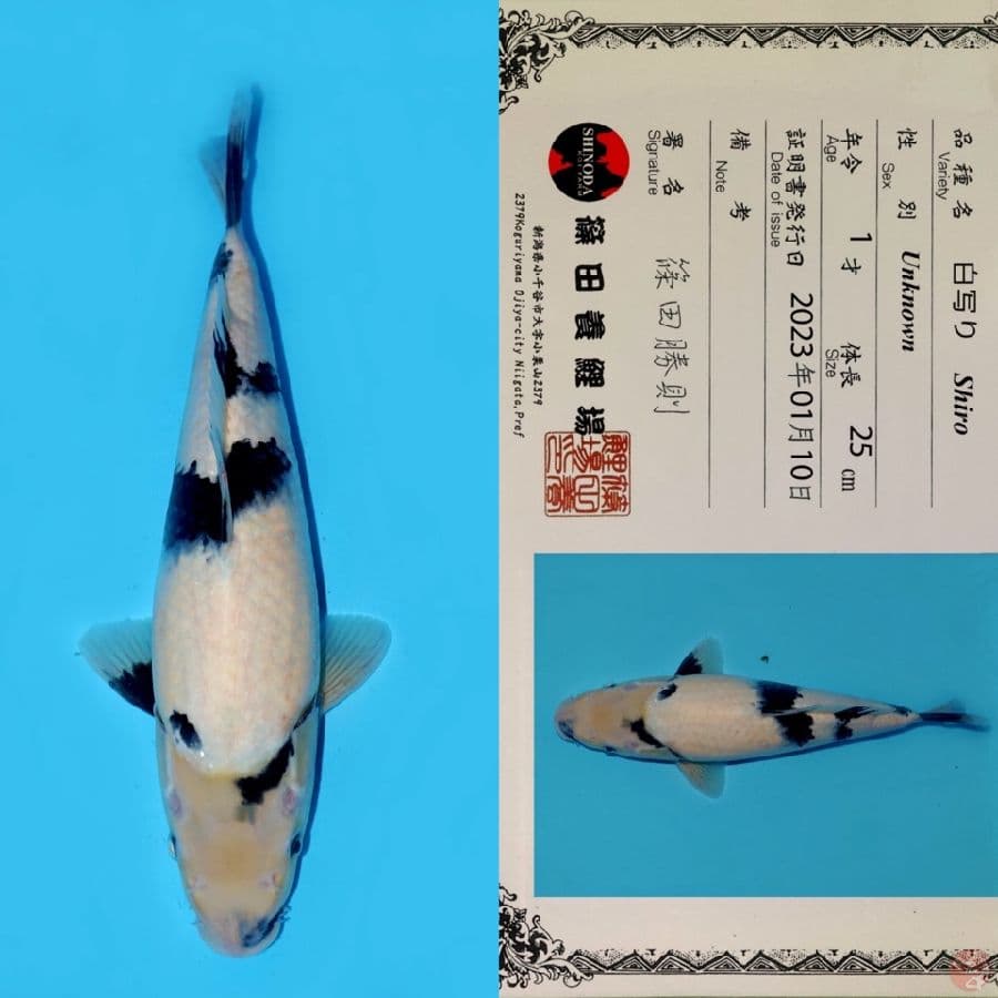SHINODA SHIRO UTSURI HQ 33CM