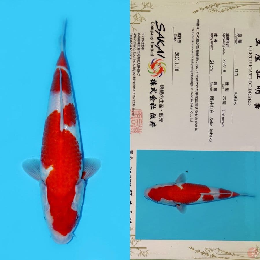 SAKAI KOHAKU HQ 32CM