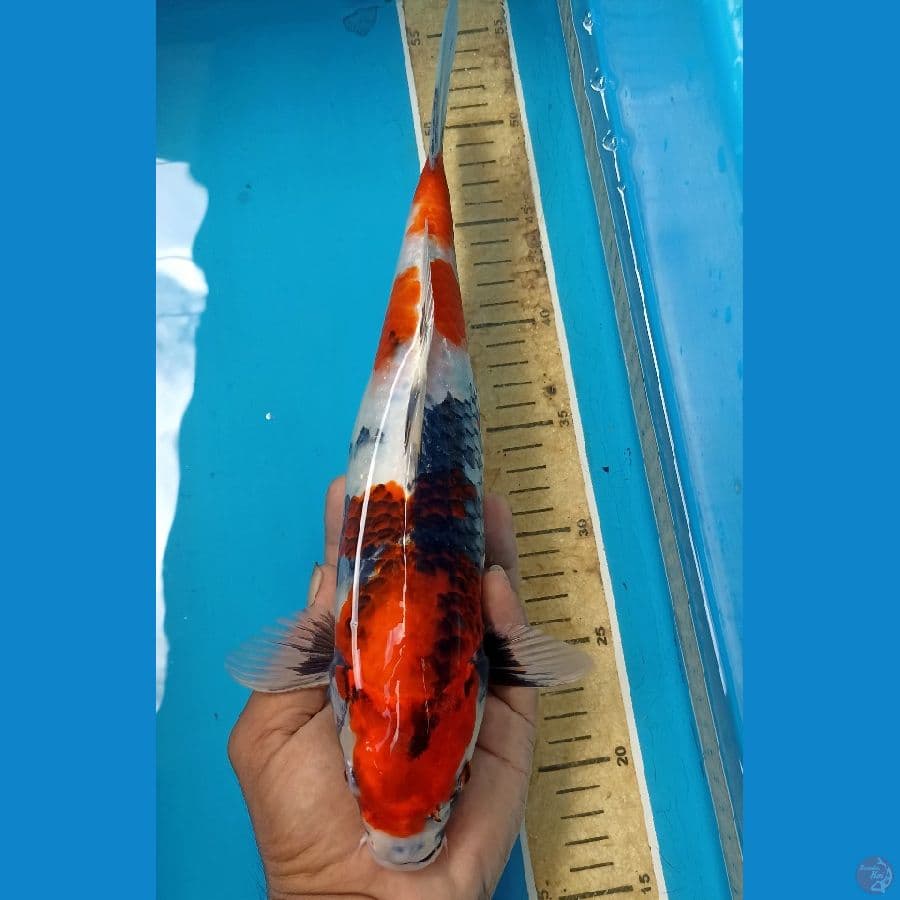Showa 34cm