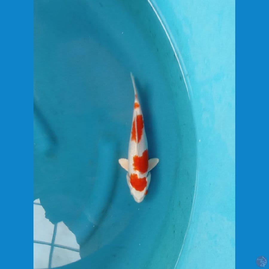Kohaku Hikari SQ 22cm