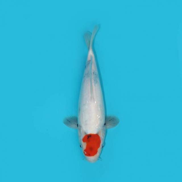 Tancho Showa  26 cm