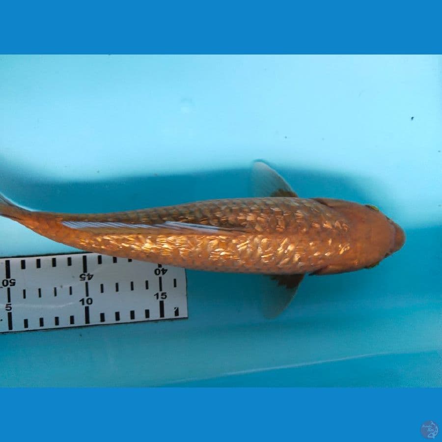 cagoi ginrin 30cm