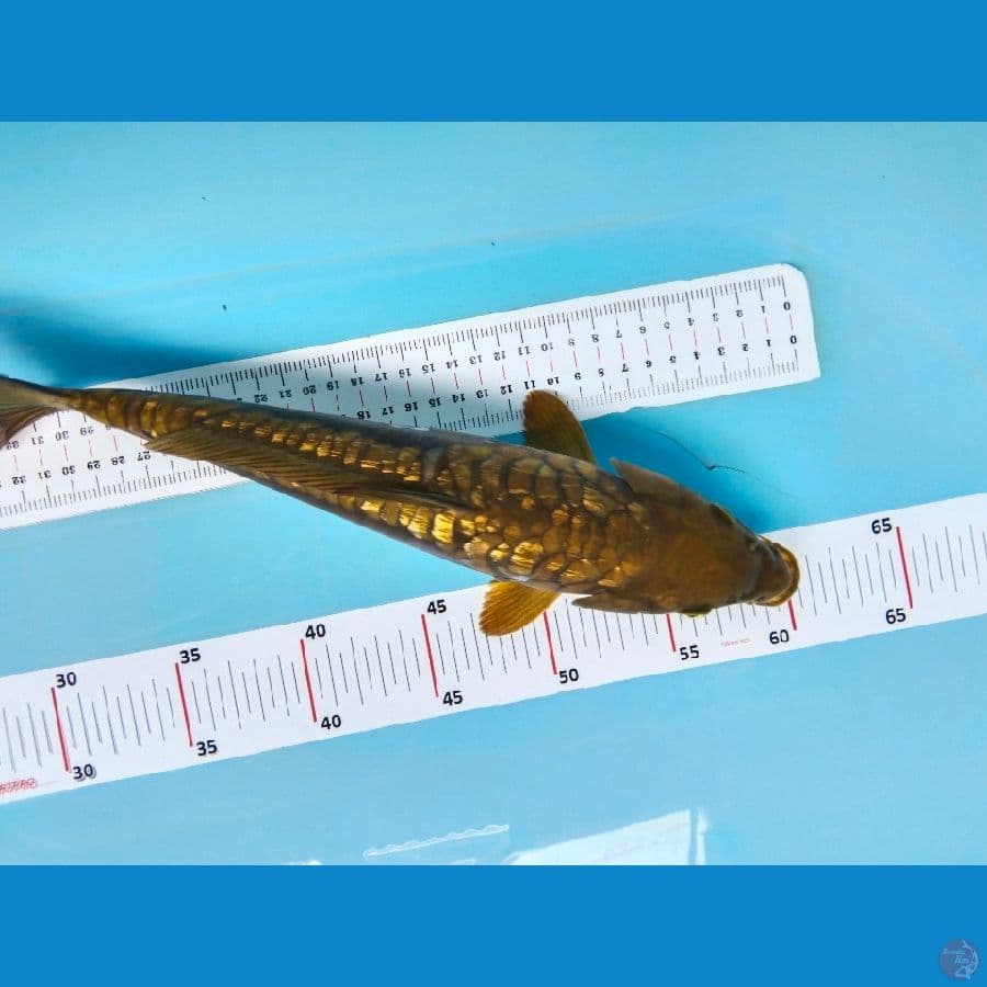 cagoi aragoke ginrin 34cm