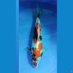 kindai showa 30cm