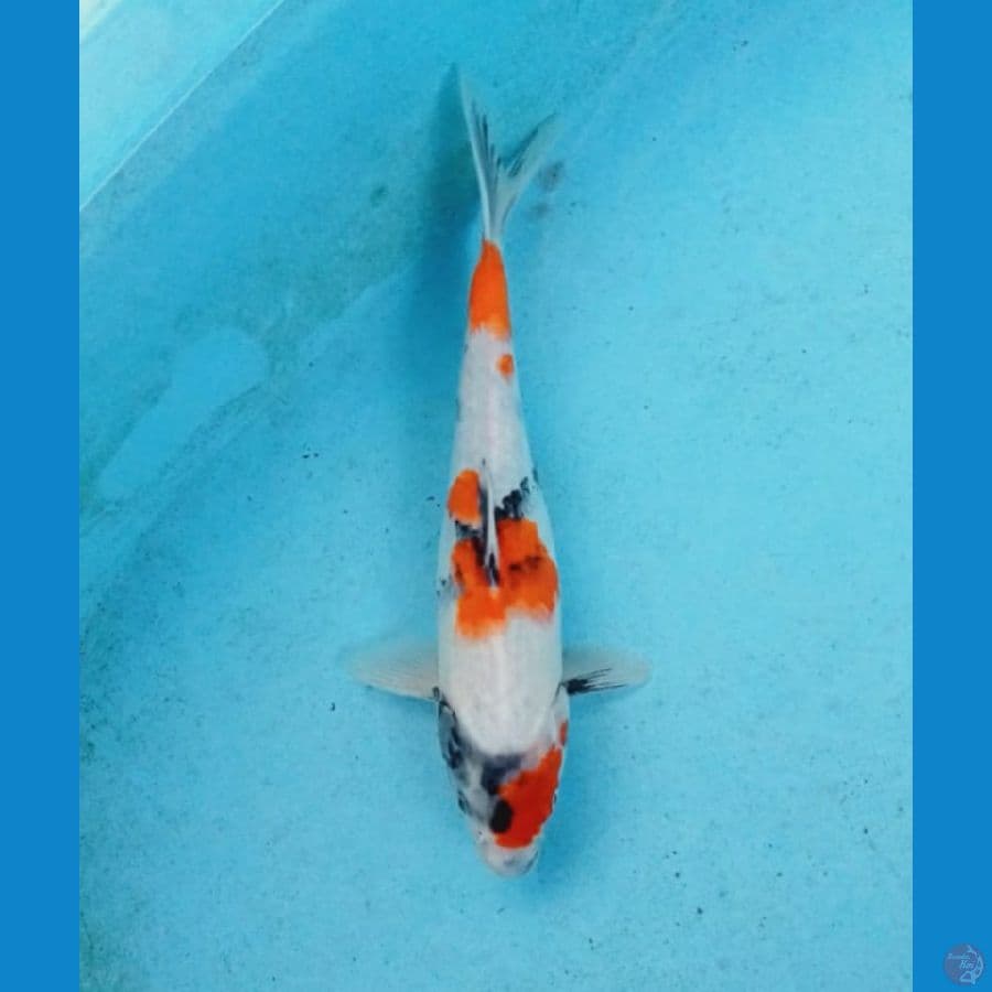 Showa  28cm