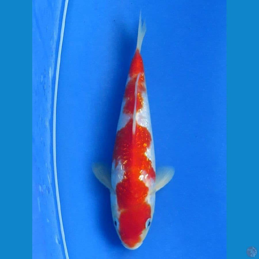 Kohaku Ginrin Male 20 cm