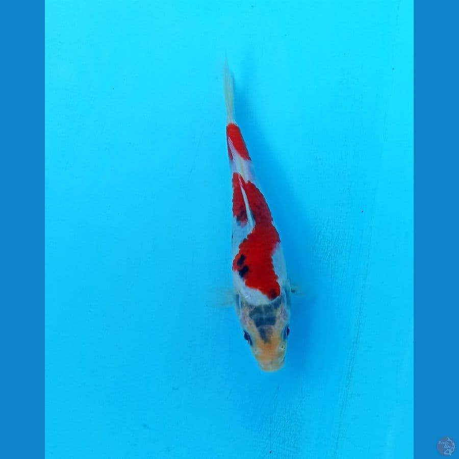 Showa tategoi 18cm