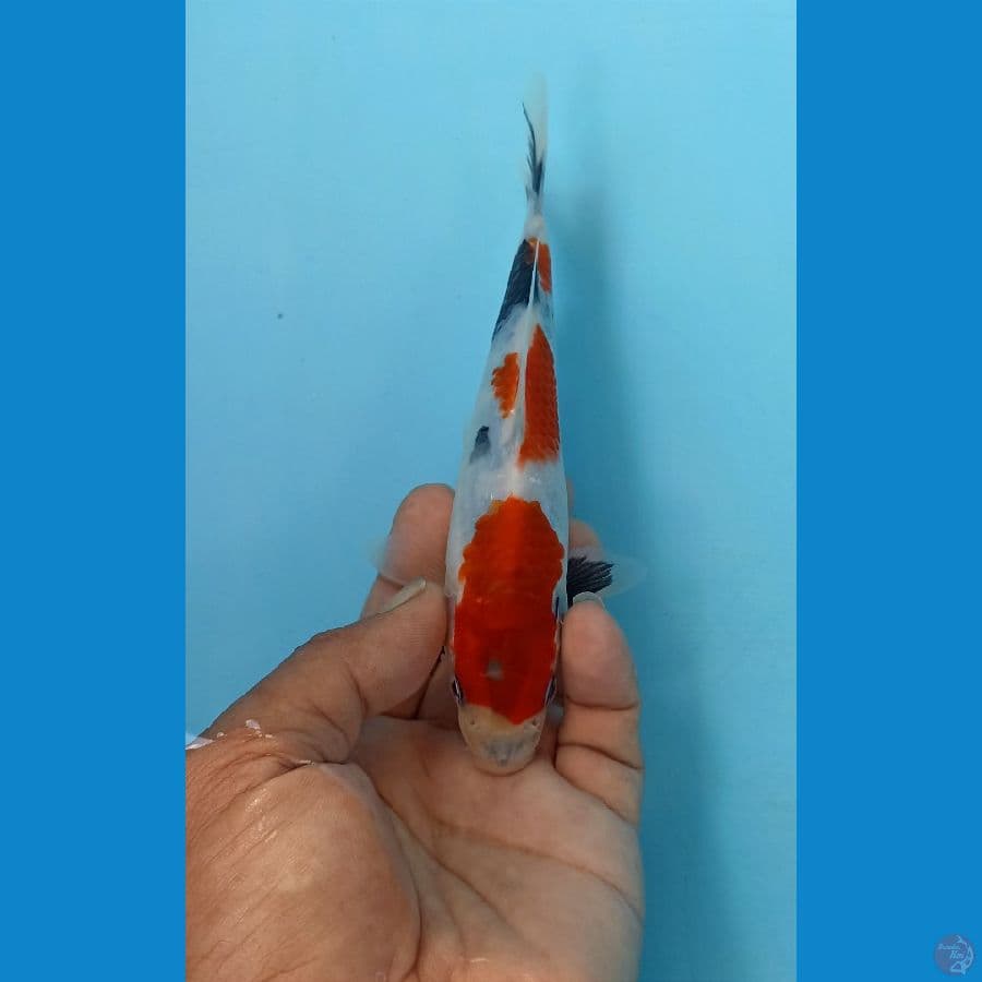 Showa 18cm