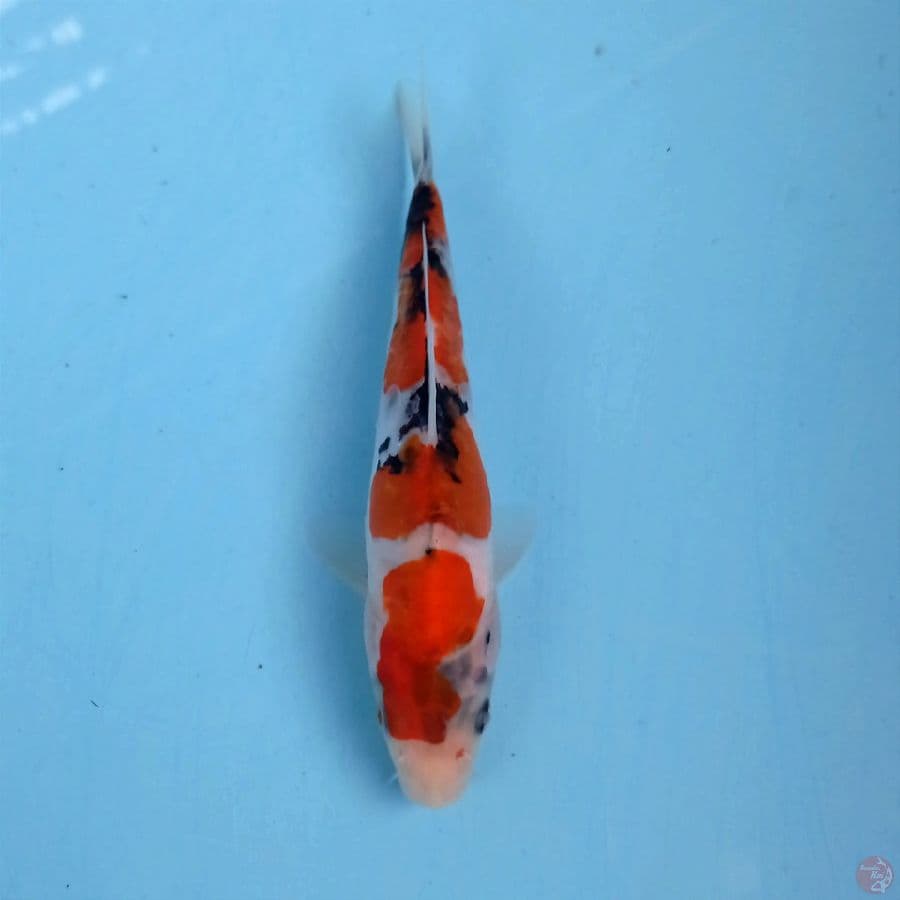 showa doitsu, 15 cm