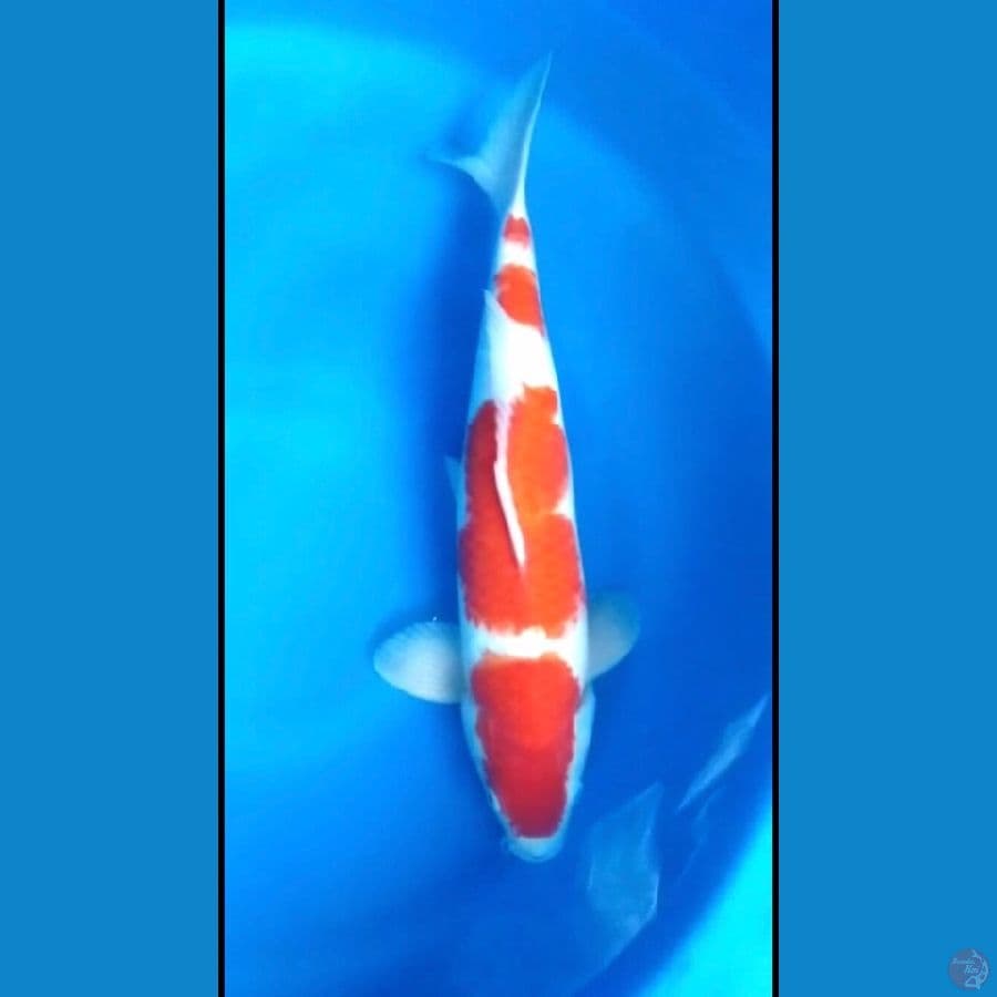 Kohaku