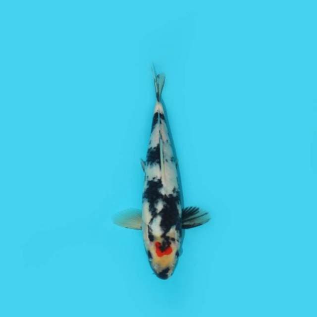 Tancho Showa 24 cm