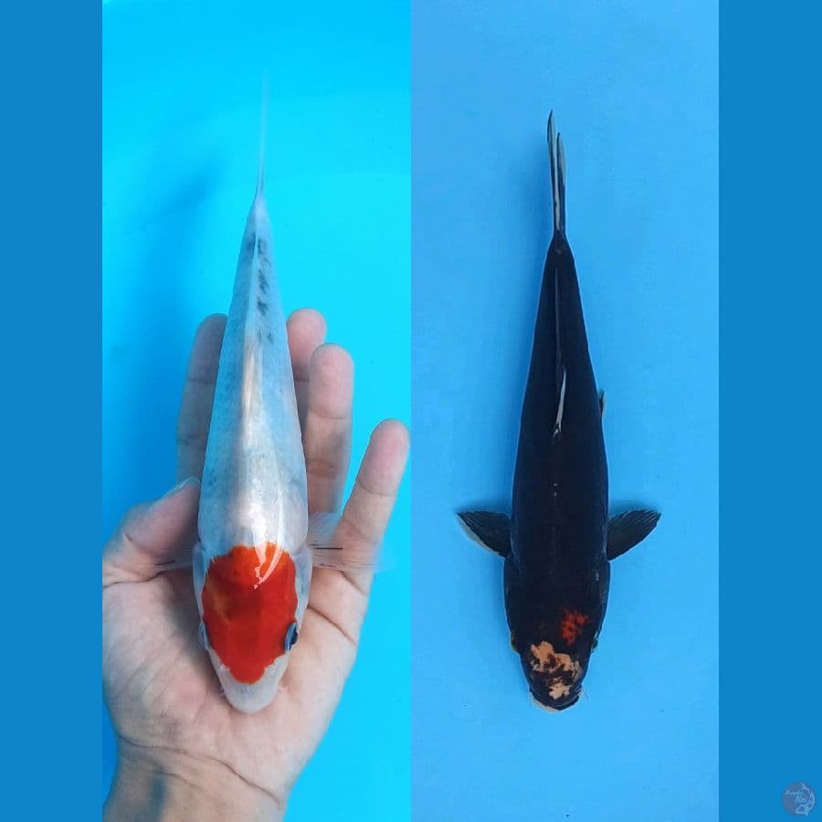 DUO TANCHO SHOWA X BENIKUMON 23-28CM
