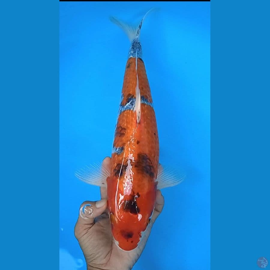 goshiki gindrin size : 40 cm jantan 