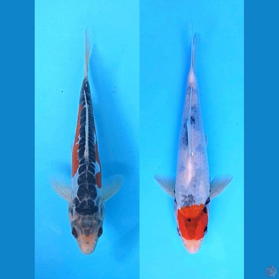 MIX DUO HANA SUSHUI - TC.SHOWA 21-23CM