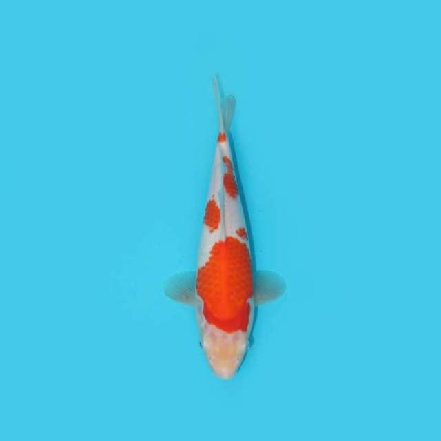 Kohaku 26 cm