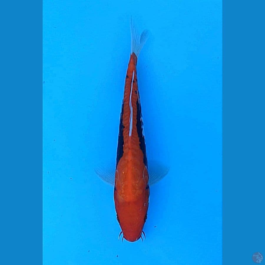 STRAIGHT BENIKUMON 28+CM