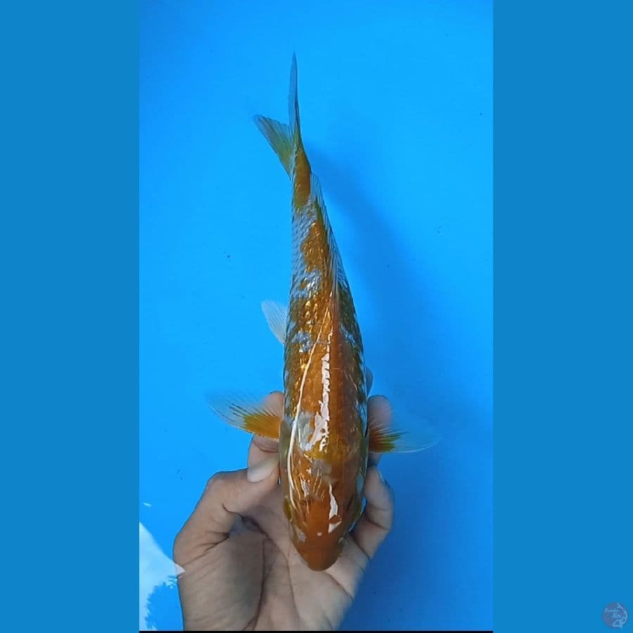 ochiba gindrin size : 29 cm jantan