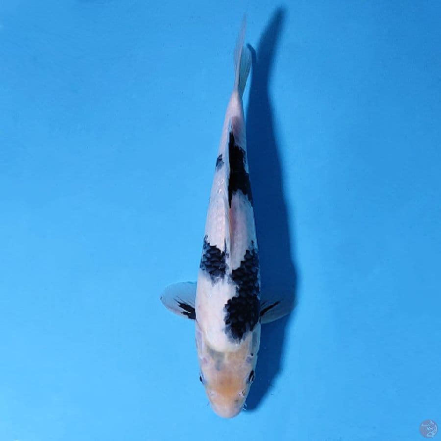 8.SHIRO UTSURI BAHAN KEEPING 30CM FEMALE